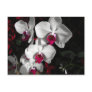 Queen Orchid Postcards