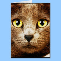 Queen Priss cards