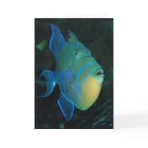 Queen Triggerfish greeting card cards