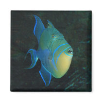 Queen Triggerfish magnet