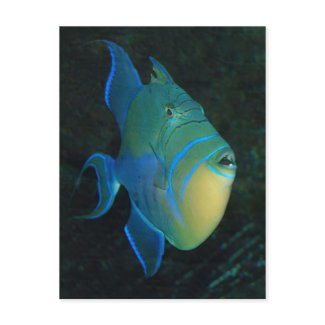 Queen Triggerfish postcard postcard