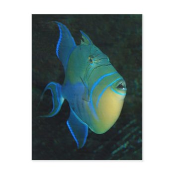Queen Triggerfish postcard postcard
