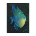 Queen Triggerfish postcard