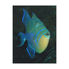 postcard - Queen Triggerfish postcard
