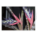 Queens Tears Plant w/Flowers cards by tsunamibev Queens Tears Plant w/Flowers cards