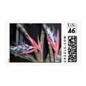 Queens Tears Plant w/Flowers postage by tsunamibev Queens Tears Plant w/Flowers postage