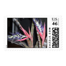 Queens Tears Plant w/Flowers postage by tsunamibev Queens Tears Plant w/Flowers postage