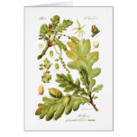 Quercus pedunculata (English Oak) Cards