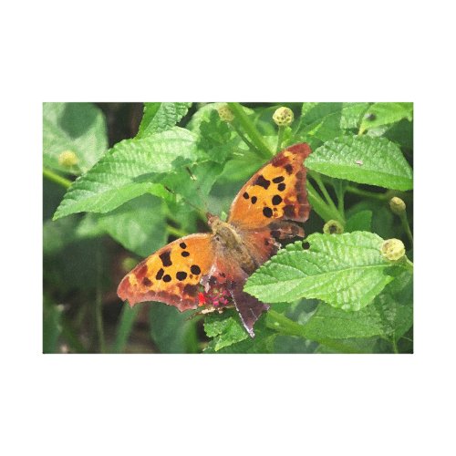 Question Mark Butterfly on Lantana Wrapped Canvas Gallery Wrap Canvas