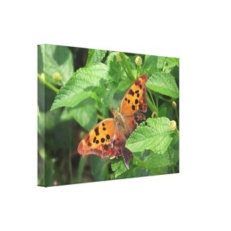 Question Mark Butterfly on Lantana Wrapped Canvas Gallery Wrap Canvas
