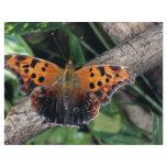 Question mark butterfly, Ontario, Canada flyers