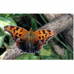 Question mark butterfly, Ontario, Canada Acrylic Cut Out