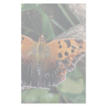 Question mark butterfly, Ontario, Canada Personalized Stationery