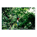 Quetzal, Monteverde, Costa Rica posters