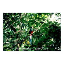 Quetzal, Monteverde, Costa Rica posters by puravida08 Quetzal, Monteverde, Costa Rica posters