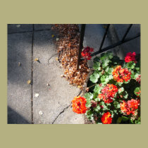 Quick Stroll posters