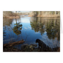 Quiet Cove w/dog ~ card