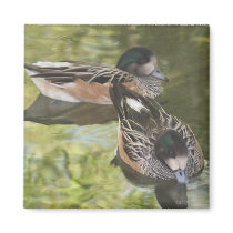 Quiet Ducks Magnet by psmart Quiet Ducks Magnet