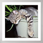 Quiet Please Kitten Sleeping Posters
