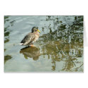 Quiet Waters | cards