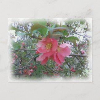 Quince in bloom Postcard postcard