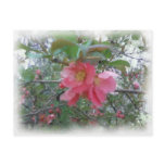 Quince in bloom Postcard