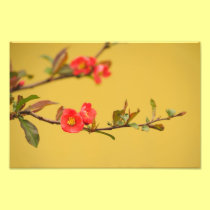 Quince in blossom photo print photography