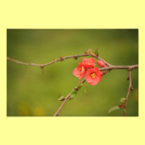 Quince in blossom photo print photography