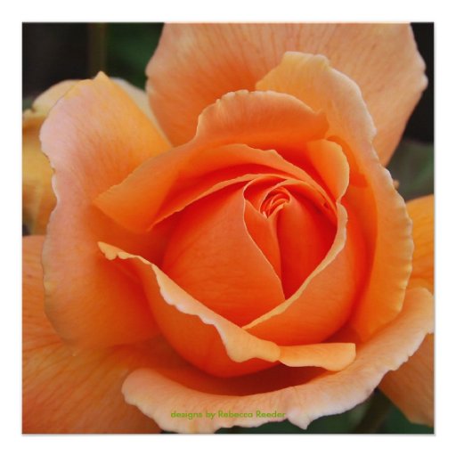Quinceanera Orange Rose Birthday Personalized Announcements