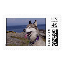 Quinn by the Sea postage