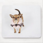 Quirky portrait of a Teacup Chihuahua Mouse Pads