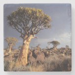 Quiver Trees (Aloe Dichotoma) Stone Coaster