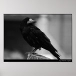Quoth the Raven Print