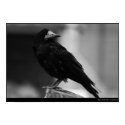 Quoth the Raven posters by TheBaron1 Quoth the Raven posters