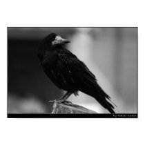 Quoth the Raven posters
