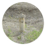 R0001 Richardson's Ground Squirrel stickers