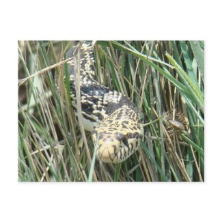 R0004 Bullsnake postcard
