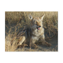 R0018 Coyote postcard