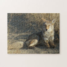 R0019 Coyote Laying Jigsaw Puzzles