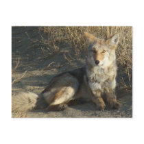 R0019 Coyote postcard