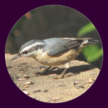R-B Nuthatch Sticker