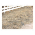 Rabbit and Fence posters