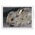 rabbit cards by apal rabbit cards