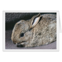 rabbit cards