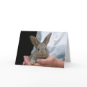rabbit cards by sokalegga rabbit cards
