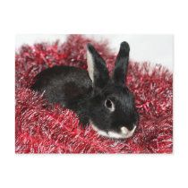 Rabbit Christmas postcards by deemac1 Rabbit Christmas postcards
