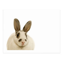 Rabbit Close-Up postcards