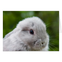 Rabbit greeting card