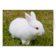 Rabbit Greeting Card