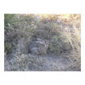 Rabbit Hiding In Grass posters